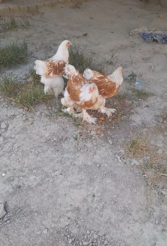 Brama beloy zoloto sotiladi Brama beloy zoloto sotiladi