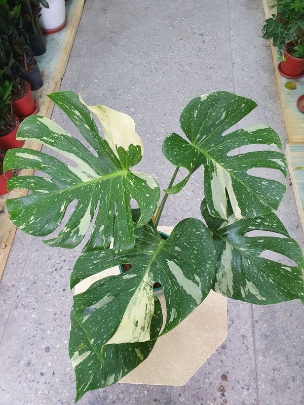 Monstera alba монстера альба