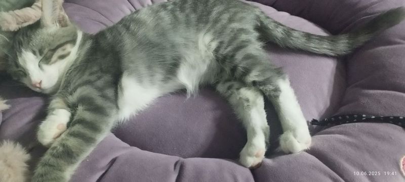 котята в добрые руки котята в добрые руки