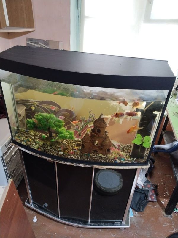 Akvarium sotiladi baliqlari bn iwlab turgan Akvarium sotiladi baliqlari bn iwlab turgan