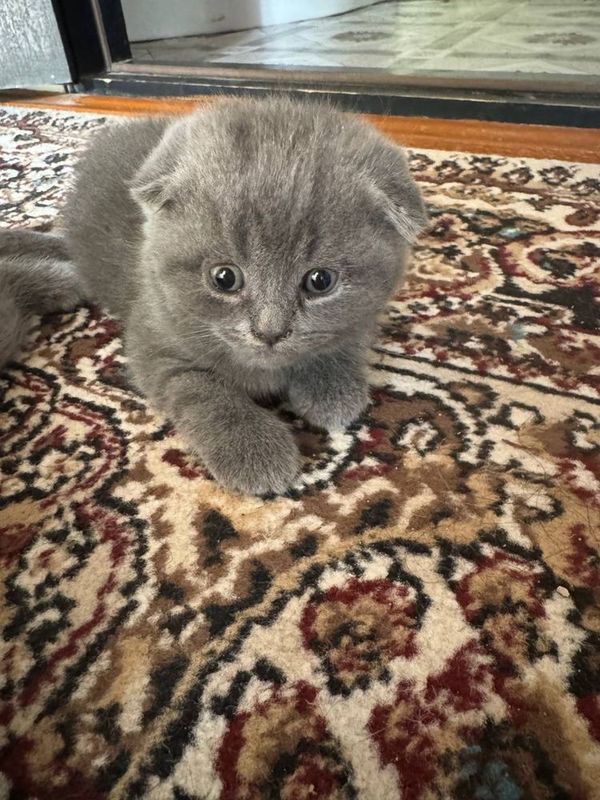Скотиш фолд тоза зот мушукча