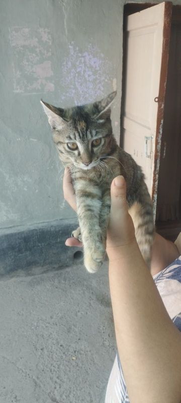 Кошка проглистована