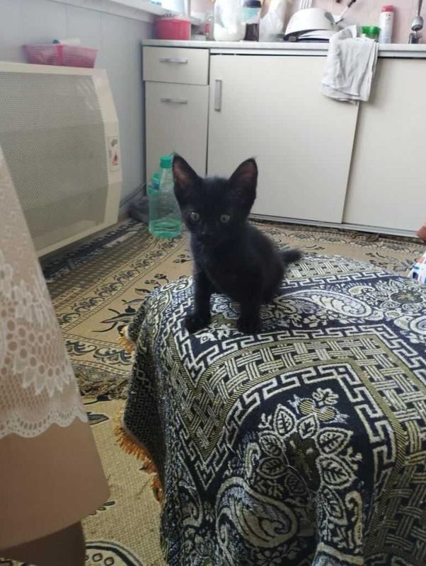 Отдам даром в добрые руки замечательного котенка. Отдам даром в добрые руки замечательного котенка.