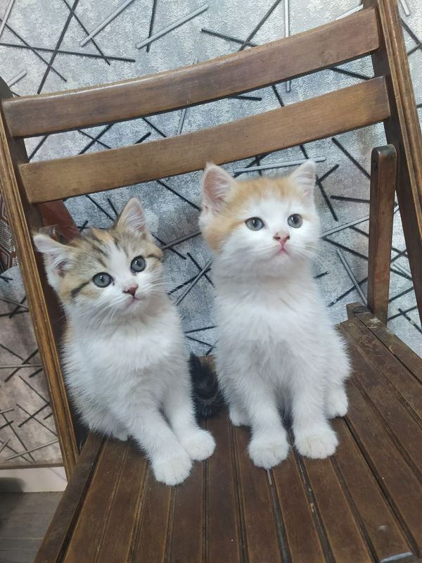 Шотландский страйт Шотландский страйт