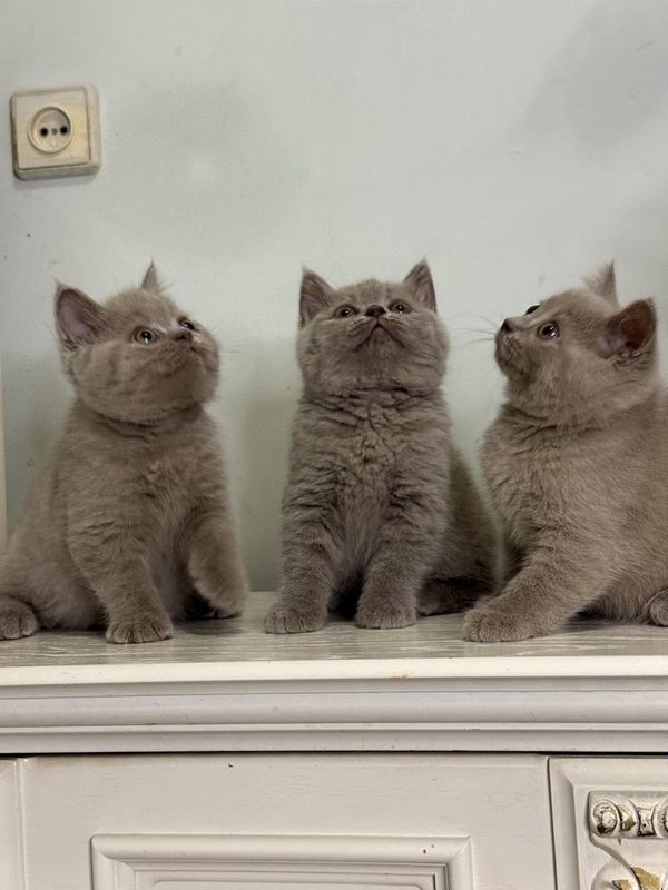 Британский котёнок Британский котёнок