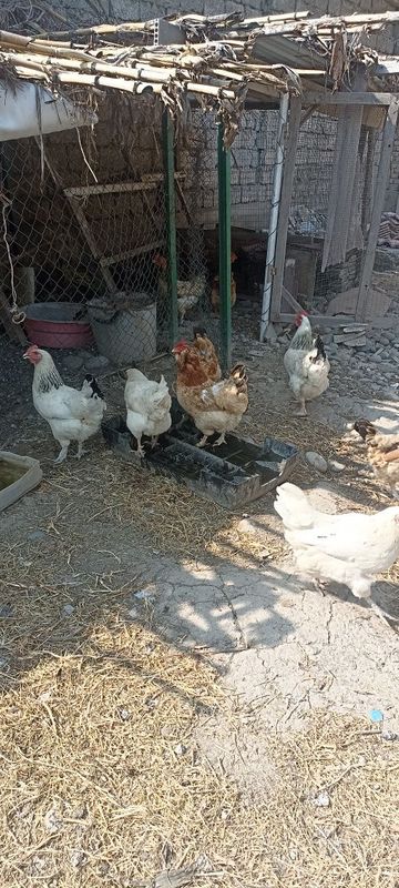 Продам курыц домашние.Здоровые несушки.Жайдари Уй товуклари сотилади. Продам курыц домашние.Здоровые несушки.Жайдари Уй товуклари сотилади.