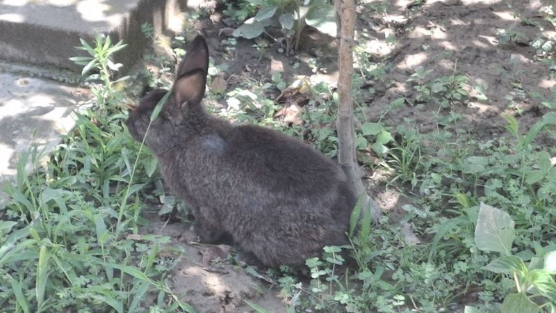 Сотилади кора куен эркак