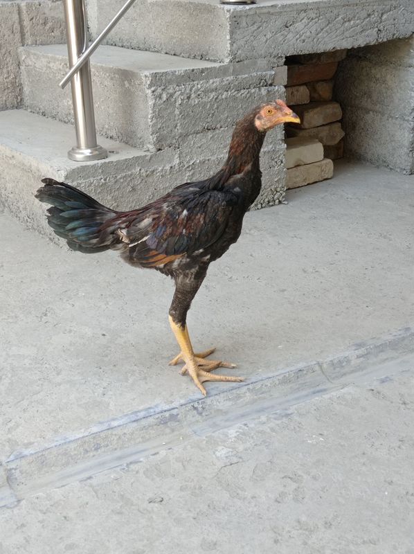 Kulangi xuroz jujasi 3 oylik Kulangi xuroz jujasi 3 oylik