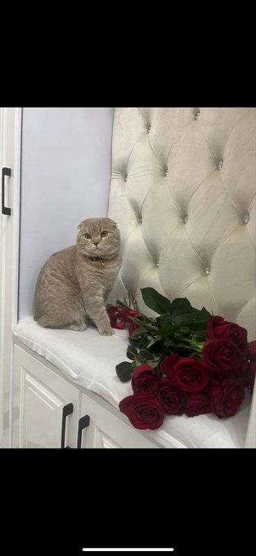 Британский скотиш фолд кошка