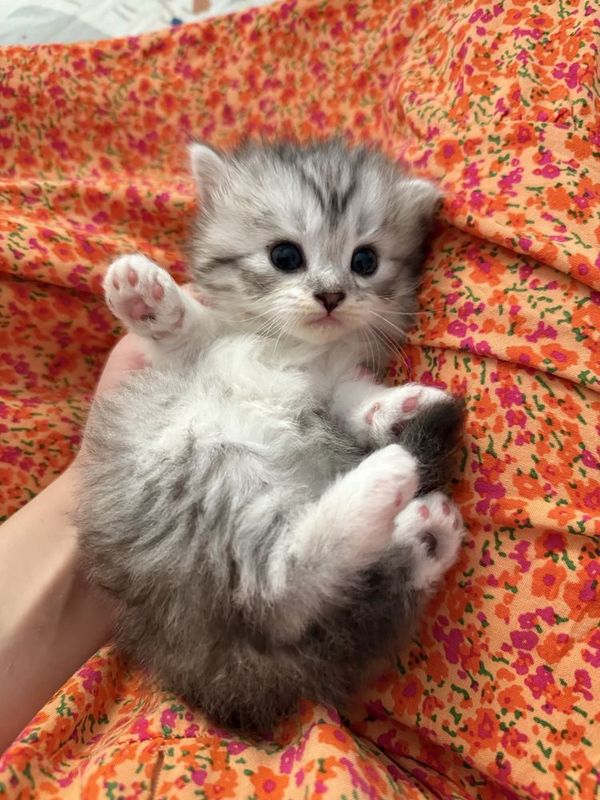 Котенки продаются Котенки продаются