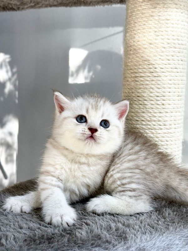 Шотландская скоттиш старйт