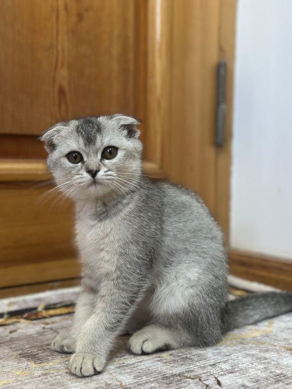 Mushukcha Scottish fold qiz серебристая шиншила Mushukcha Scottish fold qiz серебристая шиншила