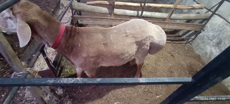Арашан зотли кучкор Арашан зотли кучкор