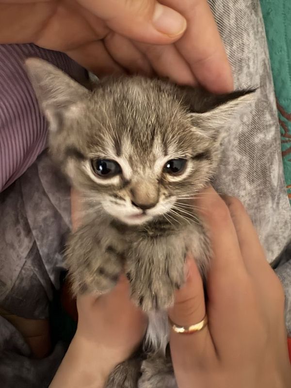 Продаётся котенок