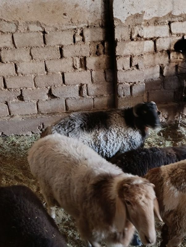 Qoylar qoy sotamiz 84 000 mingdan jivoy vesga Qoylar qoy sotamiz 84 000 mingdan jivoy vesga