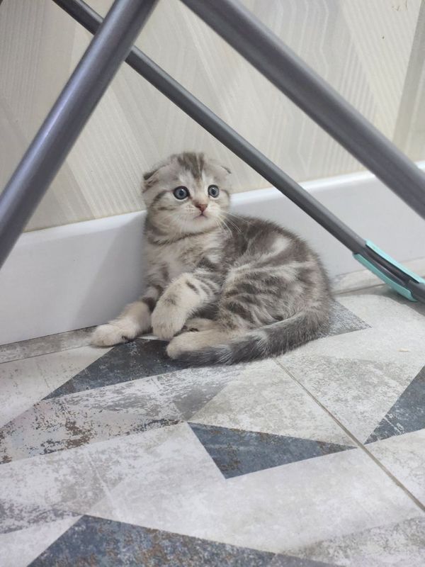 Котята на продаже Котята на продаже