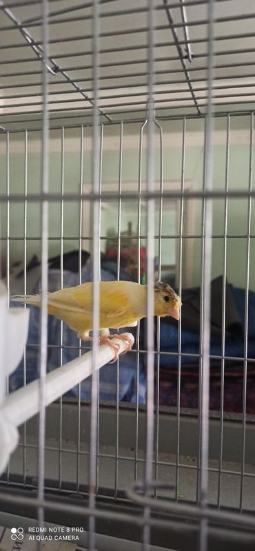 Kanareka zotli soglom Kanareka zotli soglom