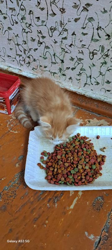 Продаю котят,не породистых Продаю котят,не породистых