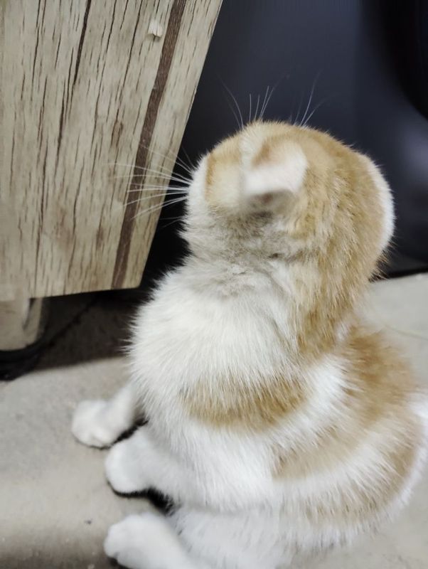Zotli Scottish fold sotiladi Zotli Scottish fold sotiladi