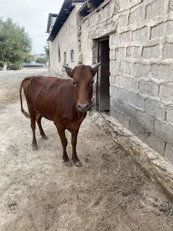 sigir sotiladi bir qorin tuğgan soglom narxi keliwiladi aybi yoq