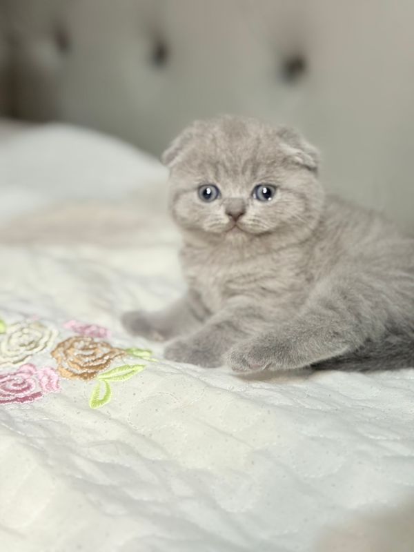Скоттиш фолд девочка 1,5 месяцев Скоттиш фолд девочка 1,5 месяцев