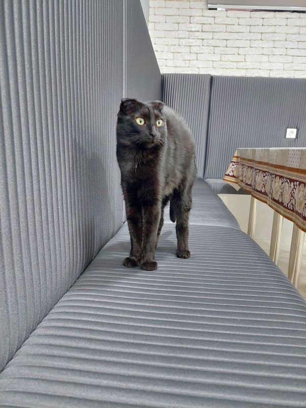 Кошка кастрированная скоттиш фолд Кошка кастрированная скоттиш фолд