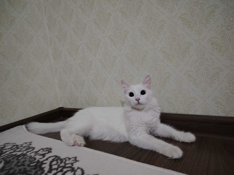 zotdor Mushuk qiz bola zotdor Mushuk qiz bola