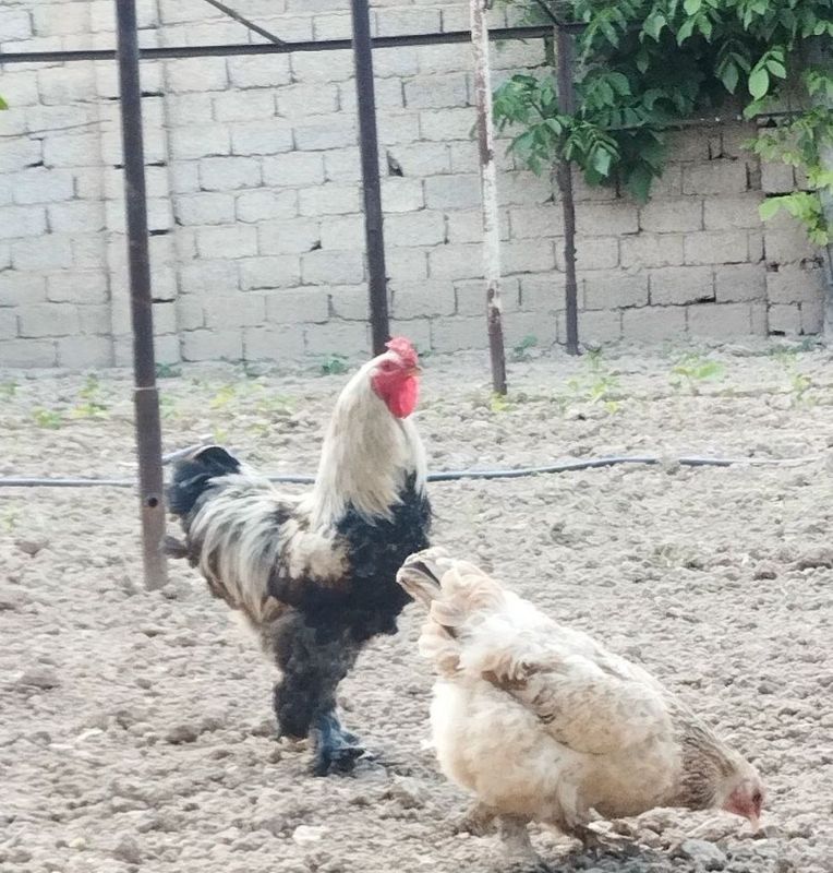 Brama Xo'roz sotiladi Brama Xo'roz sotiladi
