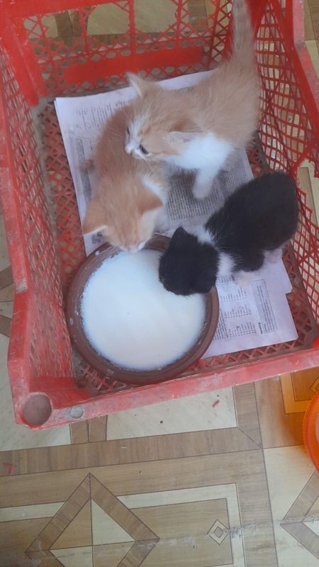 Pishiq satiladi jaqsi taza pishiq Pishiq satiladi jaqsi taza pishiq