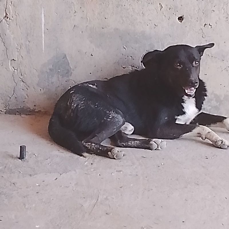 It sotiladi narxi 100ming It sotiladi narxi 100ming