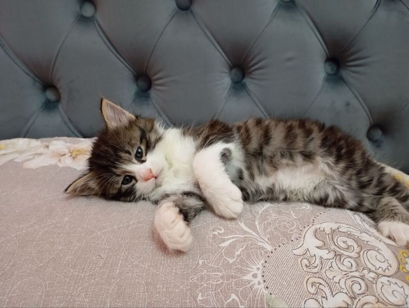 Котята. 1,5 месяца. Мальчик и девочка Котята. 1,5 месяца. Мальчик и девочка