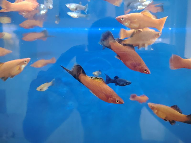 Mechinosis baliqlari Sotiladi