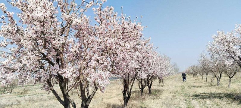 Торги по продаже права аренды земельного участка в Фергане 31.8Га