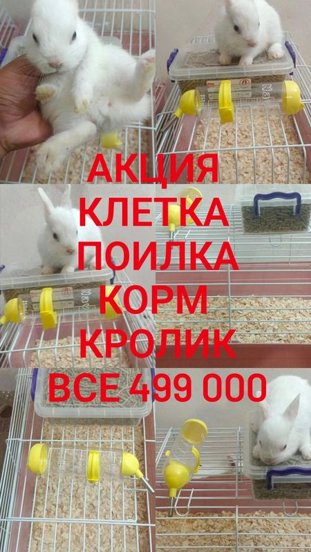 Дикаративные кролики