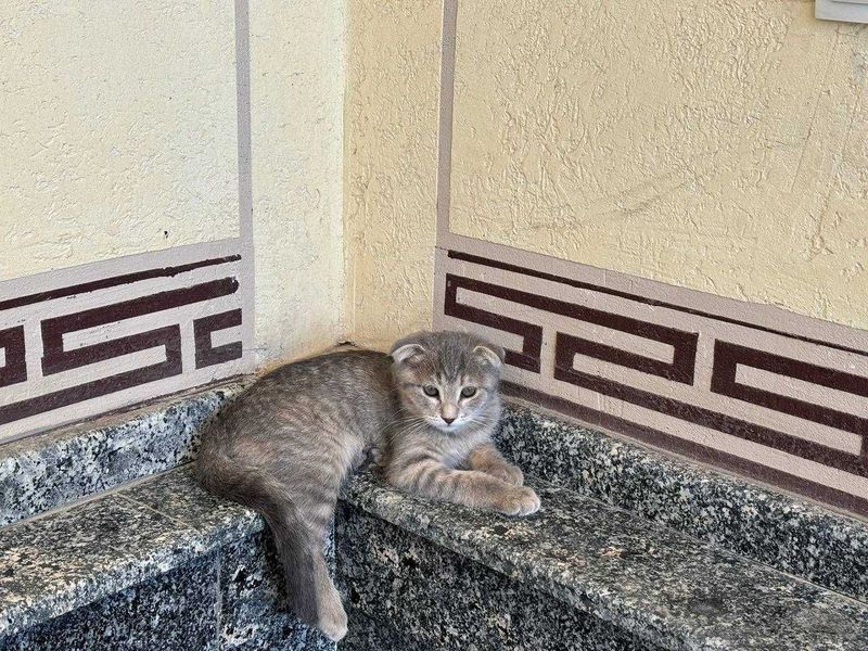 Шотландский фолд боласи сотилади !!! Шотландский фолд боласи сотилади !!!