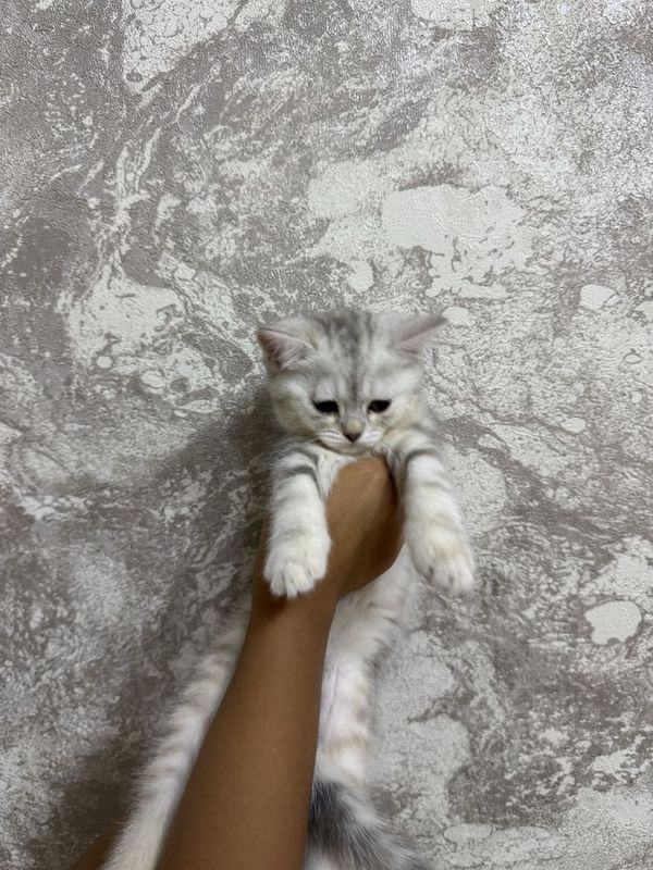 Котенок Серибристая Шиншилла девочка 2 месяца Котенок Серибристая Шиншилла девочка 2 месяца