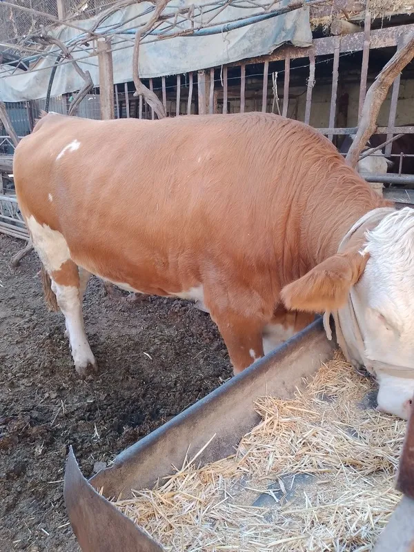 Гренфорд хуккиз сотилади Гренфорд хуккиз сотилади