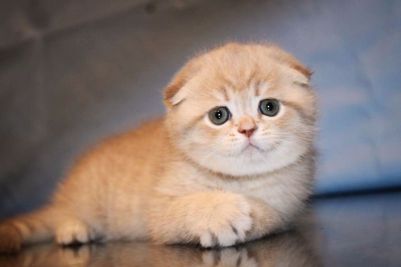 Вислоухий котенок Вислоухий котенок