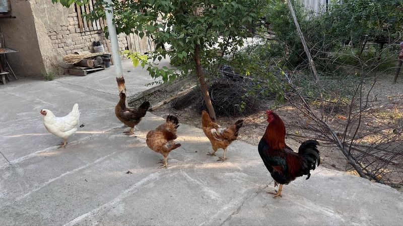 Продам куриц и петуха Продам куриц и петуха