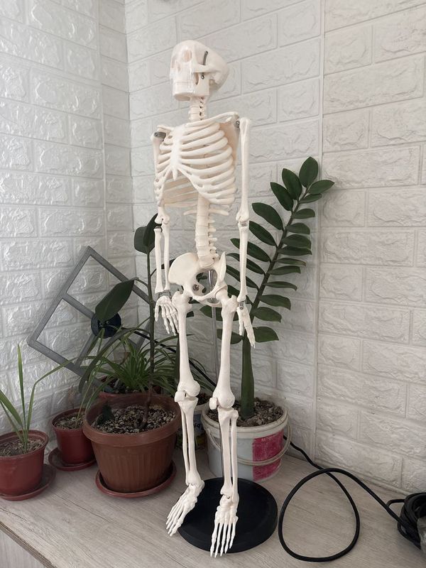 Скелет odam skeleti anatomik modeli Скелет odam skeleti anatomik modeli