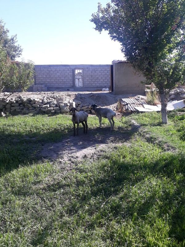 Qisir qoylar sotiladi