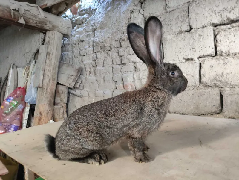 Фландр ва Калифорния тоза конли куёнлар сотилади Фландр ва Калифорния тоза конли куёнлар сотилади