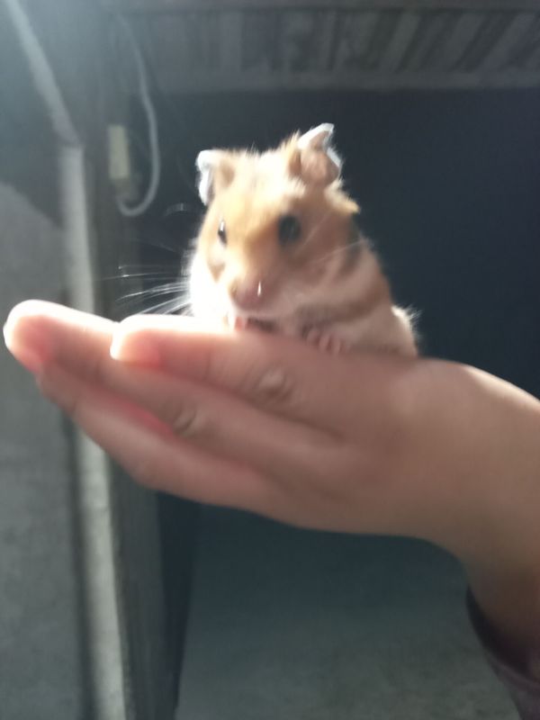 hayvon