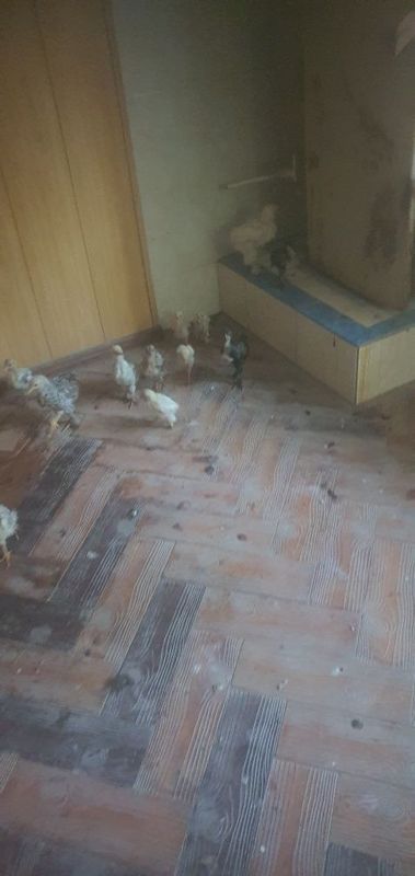 Жожа ва товуклар сотилади