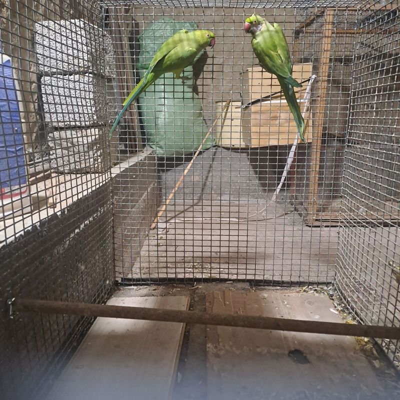 Papugay Ajirella Papugay Ajirella