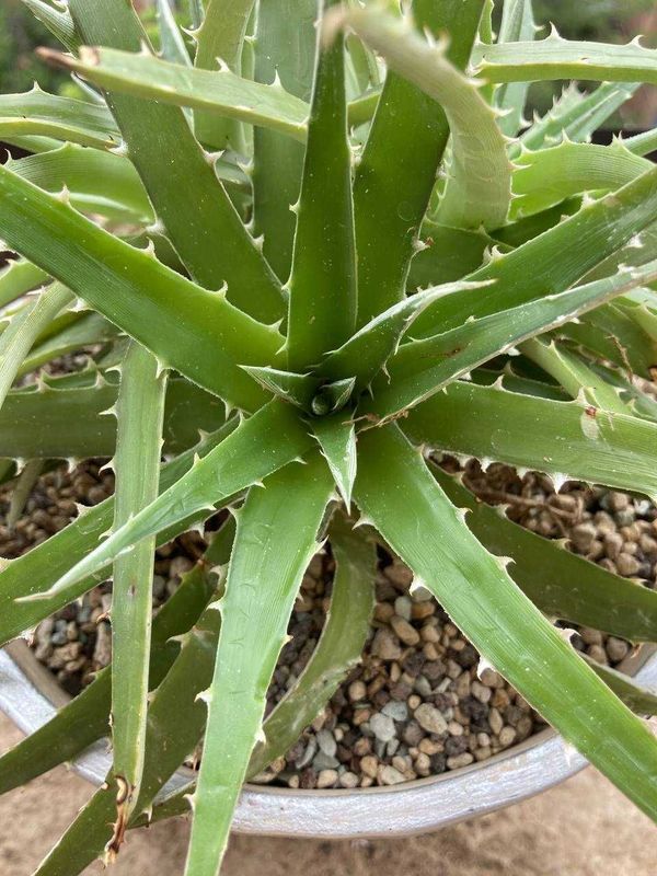 Выносливый суккулент диккия бревифолия (Dyckia Brevifolia), недорого Выносливый суккулент диккия бревифолия (Dyckia Brevifolia), недорого