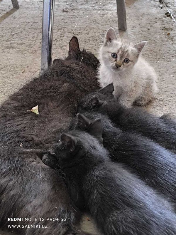 Котята денежные. Куйлюк Котята денежные. Куйлюк