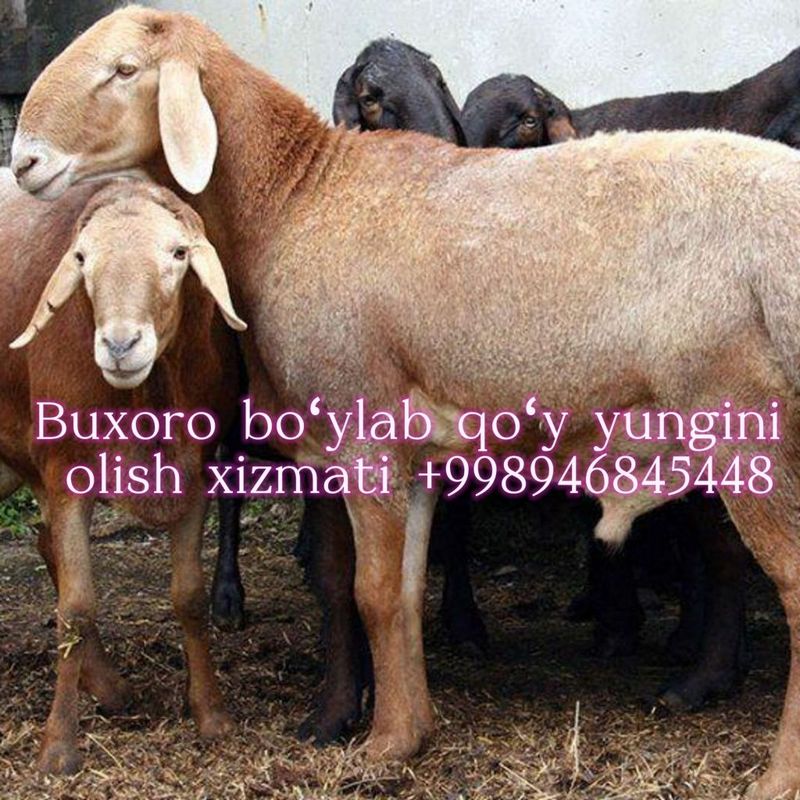 Buxoro boylab qoʻy yungini olish xizmati Buxoro boylab qoʻy yungini olish xizmati
