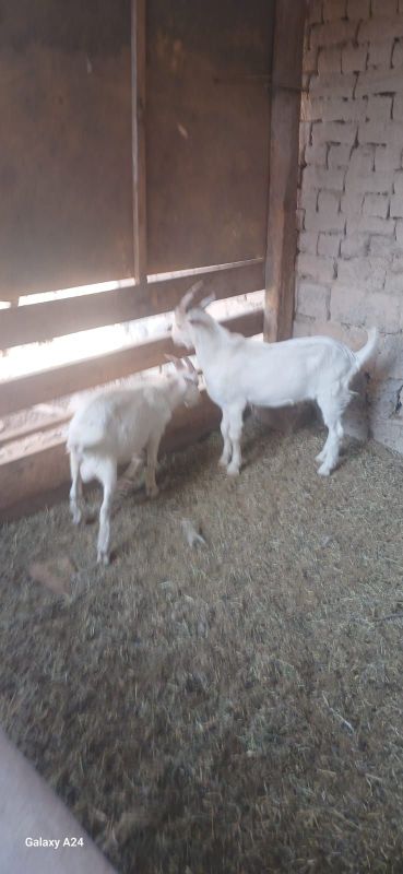 Echki sotiladii 4 dona Echki sotiladii 4 dona