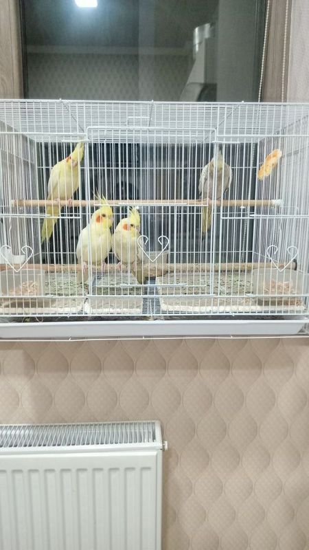 Продается Попугай Корелла Продается Попугай Корелла